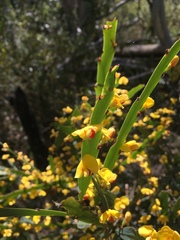 Bossiaea bracteosa