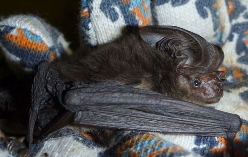 New Guinea big-eared bat (Pharotis imogene) — Critically Endangered Mammalia
