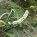 Acacia erythrantha