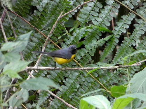 Slate-throated Whitestart (Myioborus miniatus), photo 10
