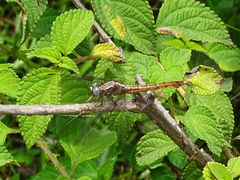 Orthetrum azureum