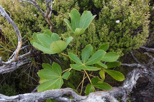Neopanax colensoi, photograph 6