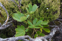 Neopanax colensoi, photograph John Barkla, CC BY, iNaturalist via GBIF