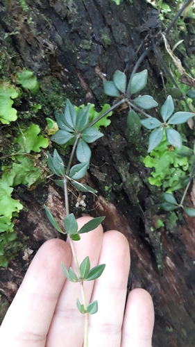 Peruvian peperomia (Peperomia rhombea)