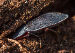 Pterohelaeus striatopunctatus