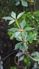 Peperomia rhombea