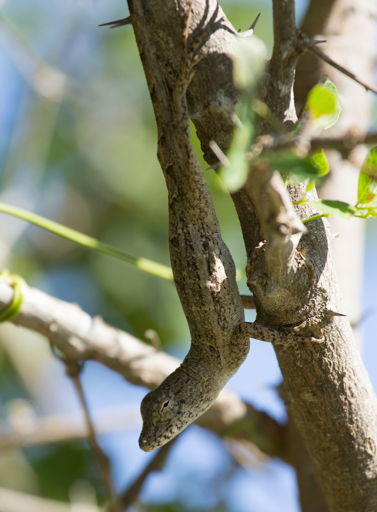 Pallid Stout Anole