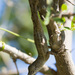 Pallid Stout Anole - Photo (c) ronsavage, some rights reserved (CC BY-NC-SA), uploaded by ronsavage