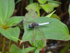 Orthetrum azureum