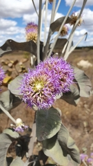 Chresta sphaerocephala