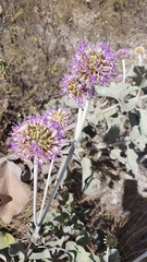 Chresta sphaerocephala