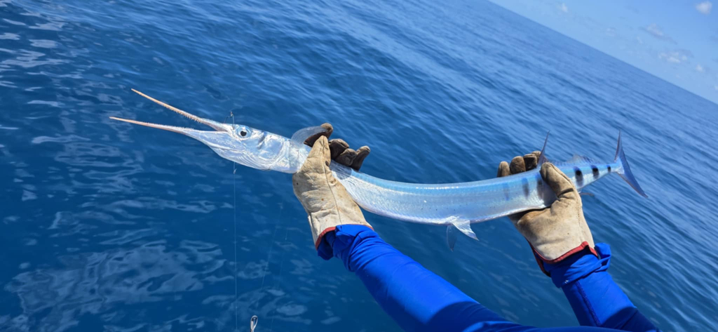 Flat needlefish