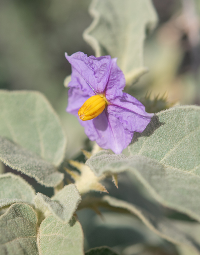 Solanum incanum, photograph 6