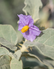 Solanum incanum, photograph (c) Morten Ross, some rights reserved (CC BY)