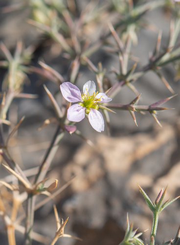 Indian fagonbush (Zygophyllum indicum)