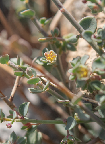 Andrachne telephioides (Andrachne telephioides)