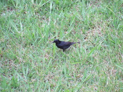 Molothrus bonariensis