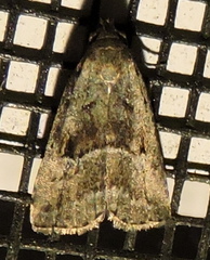Hypenodes caducus
