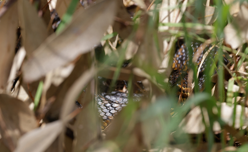 Western Tiger Snake sighting