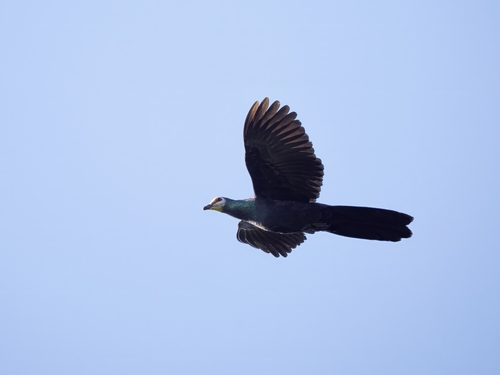 Sula Cuckoo-Dove (Turacoena sulaensis), photo 8