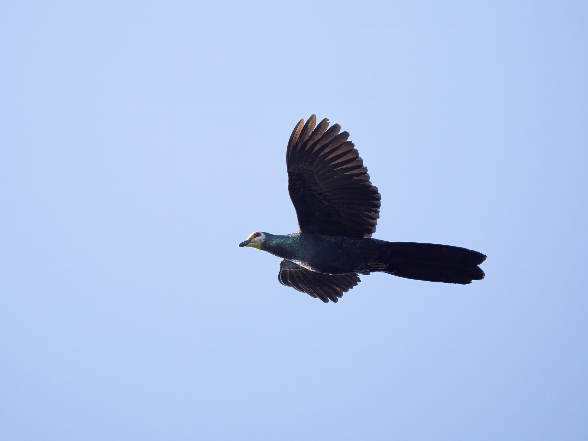 Sula Cuckoo-Dove (Turacoena sulaensis), photo 1