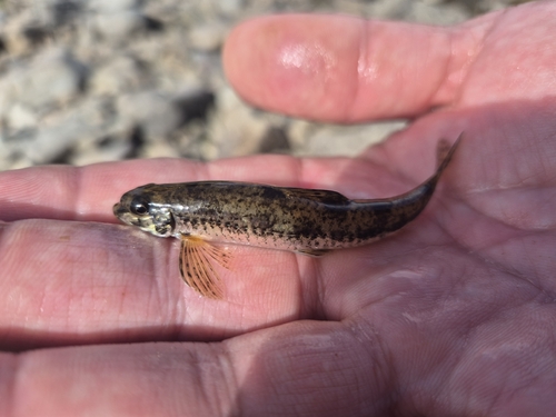 Yalu gudgeon (Microphysogobio yaluensis) — Cyprinidae — 3
