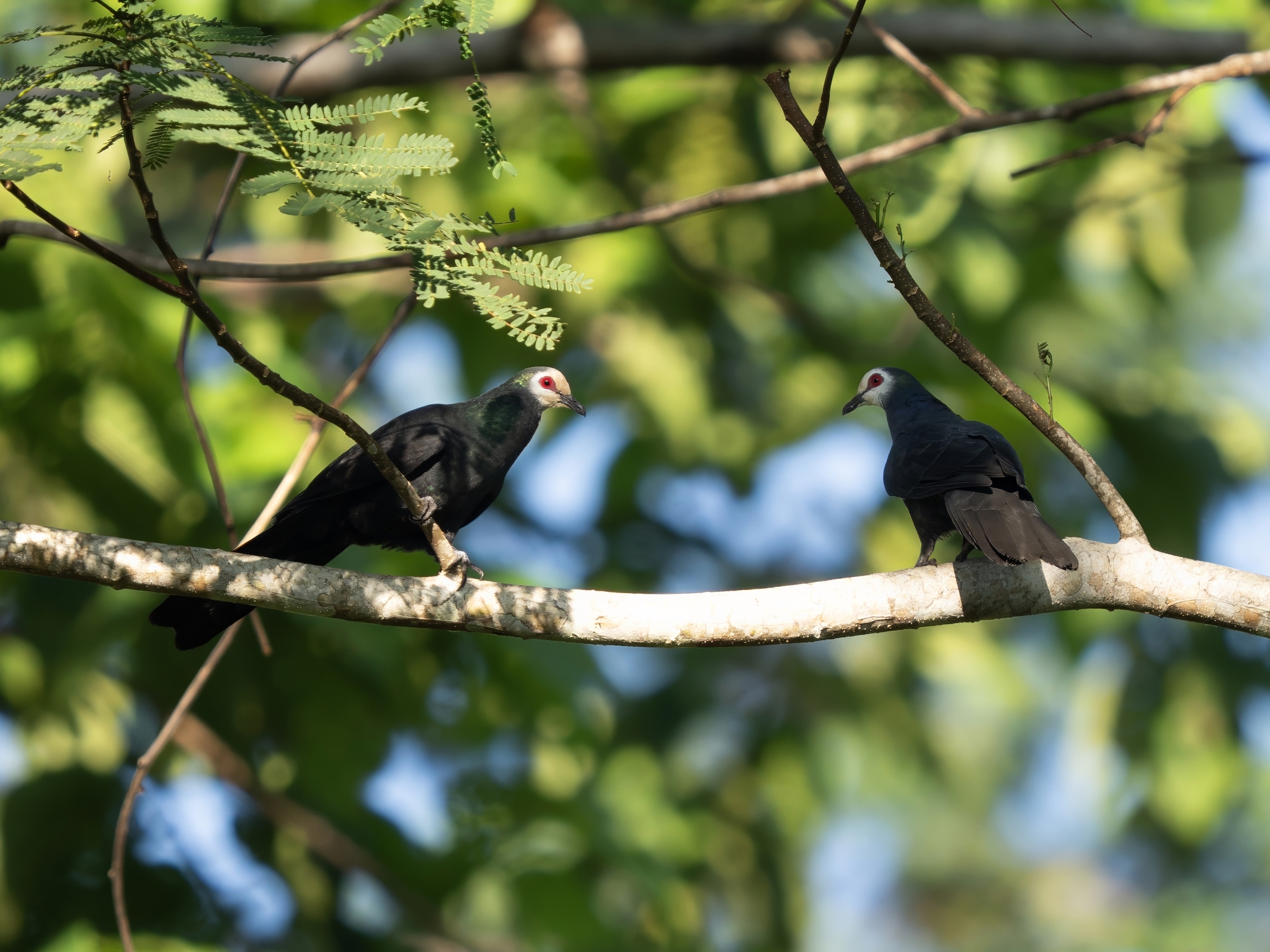 Sula Cuckoo-Dove (Turacoena sulaensis), photo 2