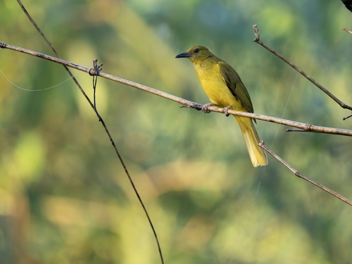 Sula Golden Bulbul (Hypsipetes longirostris), photo 2