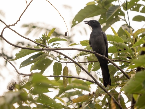 Slaty Cuckooshrike (Coracina schistacea), photo 8