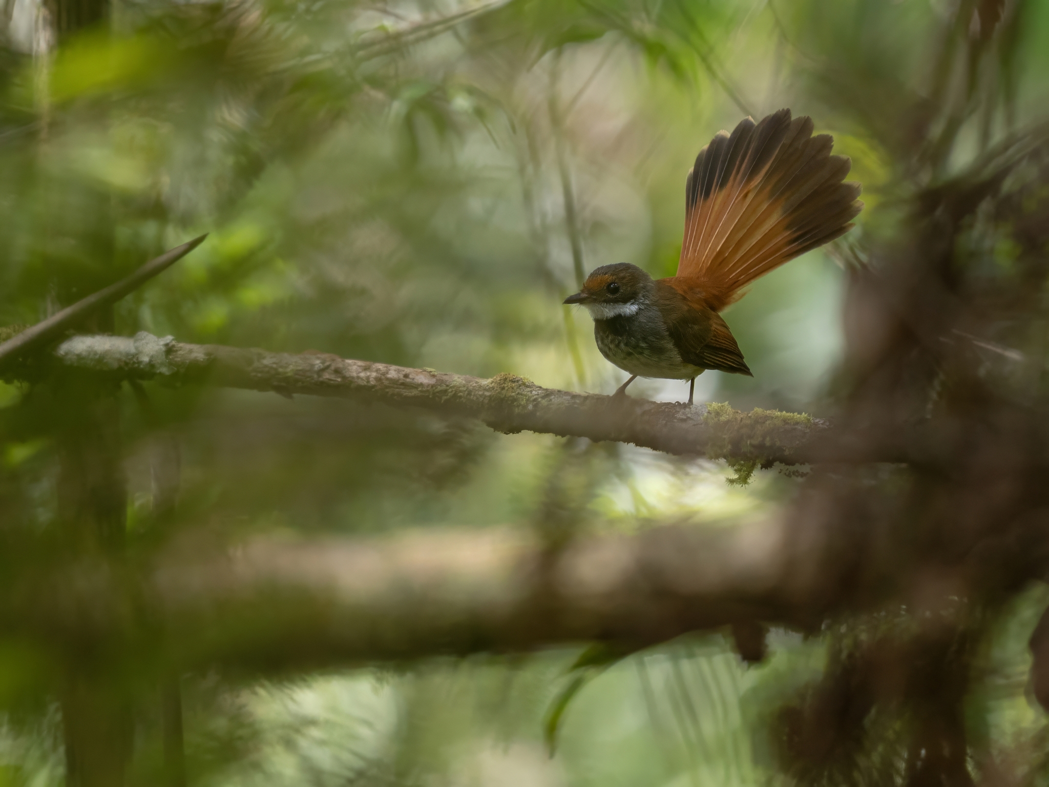 Taliabu Fantail (Rhipidura sulaensis), photo 2