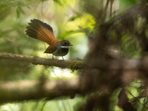 Taliabu Fantail (Rhipidura sulaensis), photo 8