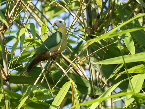 Sula Fruit Dove (Ramphiculus mangoliensis), photo 3