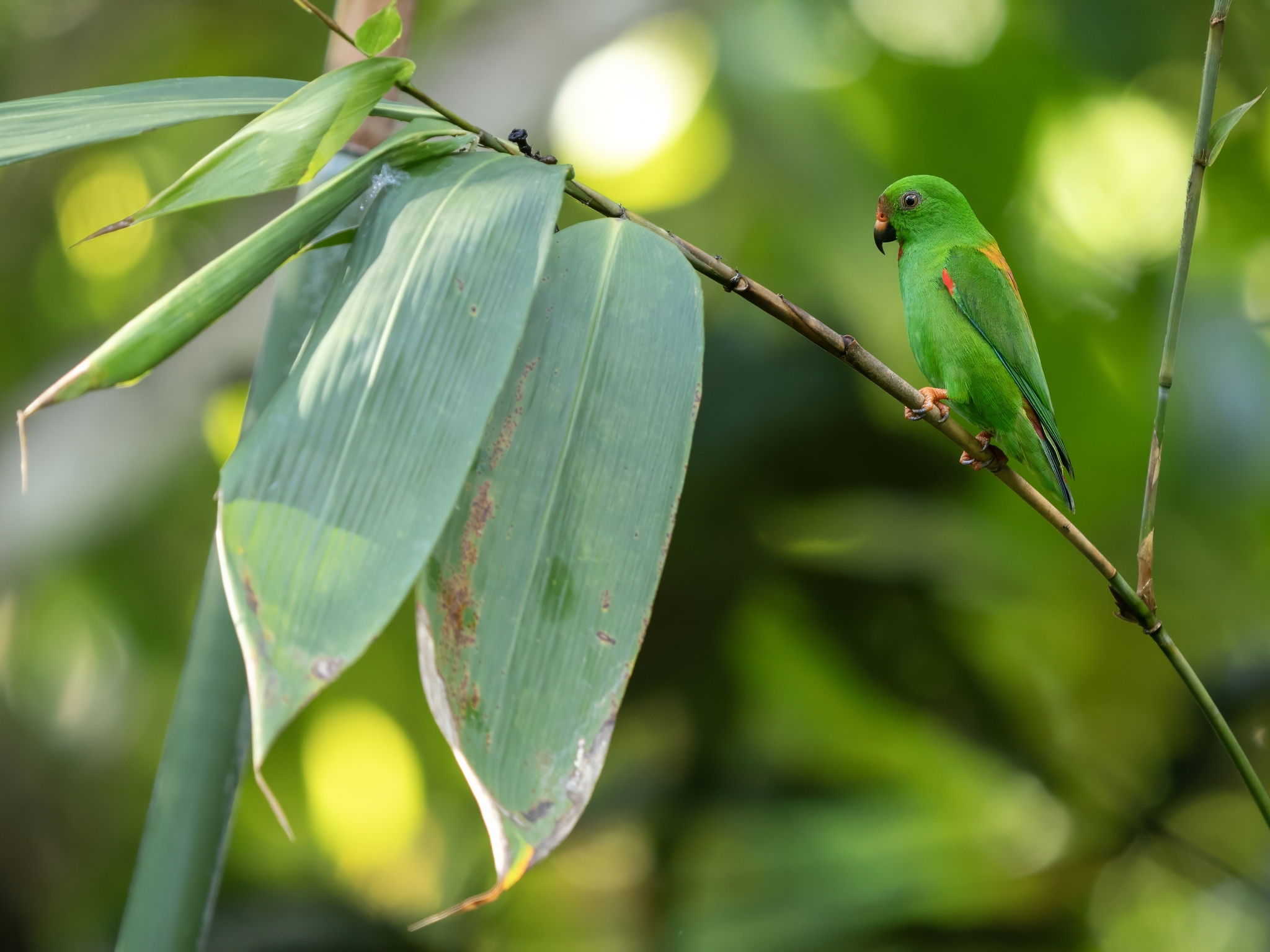 Sula Hanging Parrot (Loriculus sclateri), photo 1