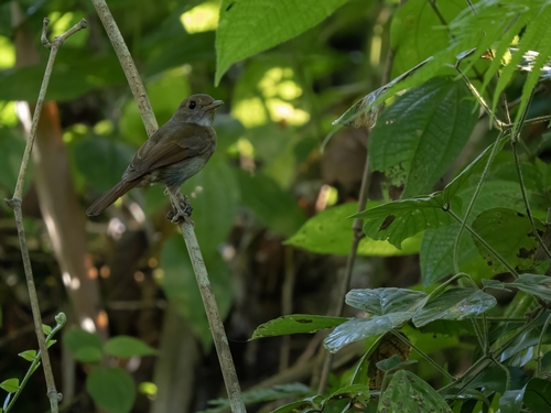 Sula Jungle Flycatcher (Cyornis colonus), photo 3