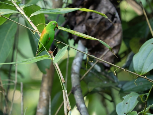 Sula Hanging Parrot (Loriculus sclateri), photo 2
