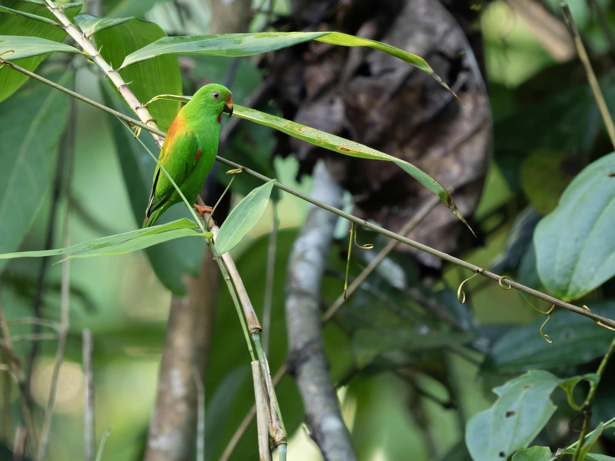 Sula Hanging Parrot (Loriculus sclateri), photo 2