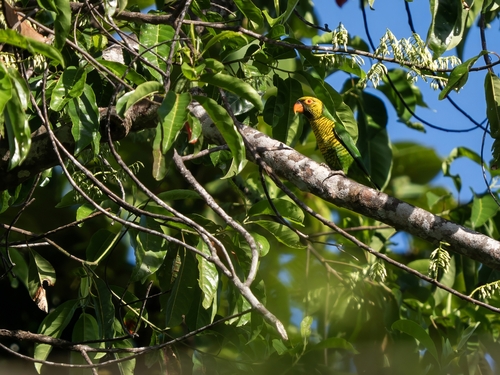 Sula Lorikeet (Trichoglossus flavoviridis), photo 8