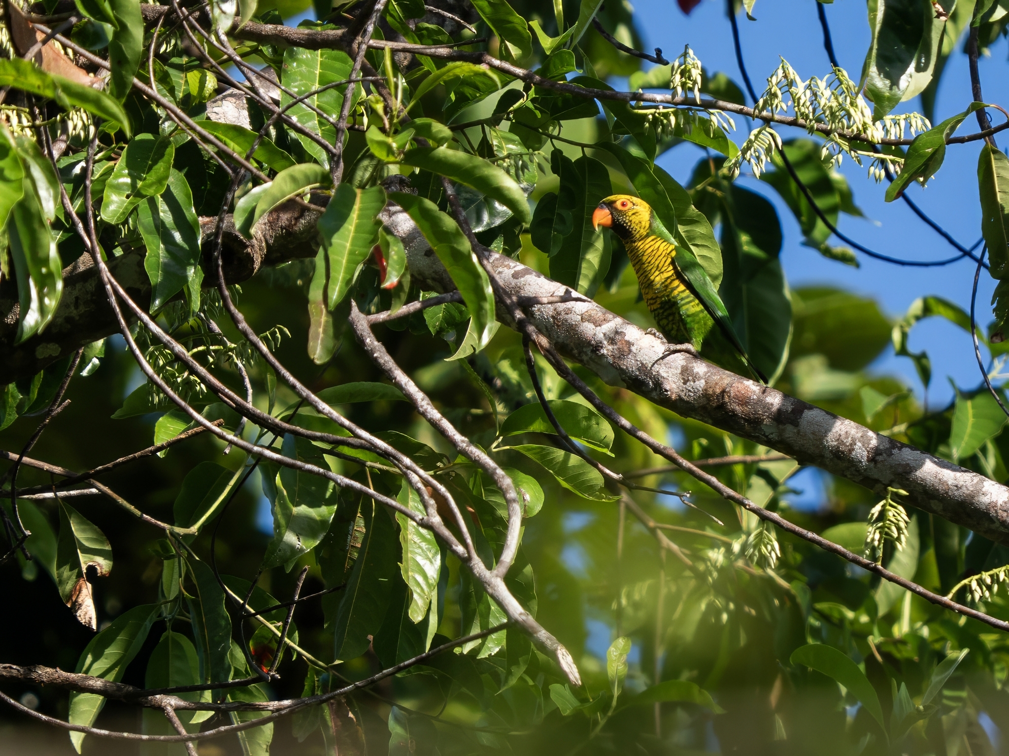 Sula Lorikeet (Trichoglossus flavoviridis), photo 1