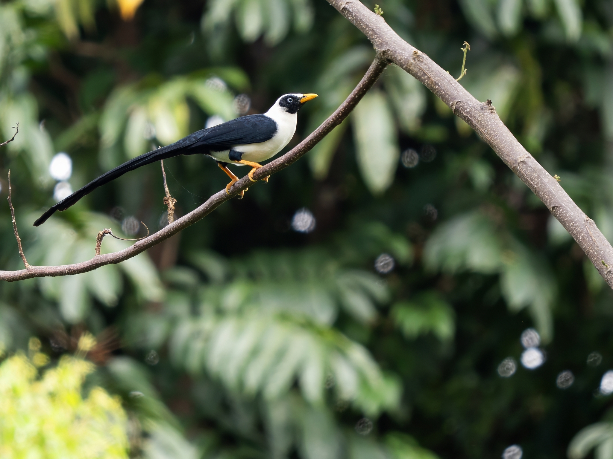 Bare-eyed Myna (Streptocitta albertinae), photo 7