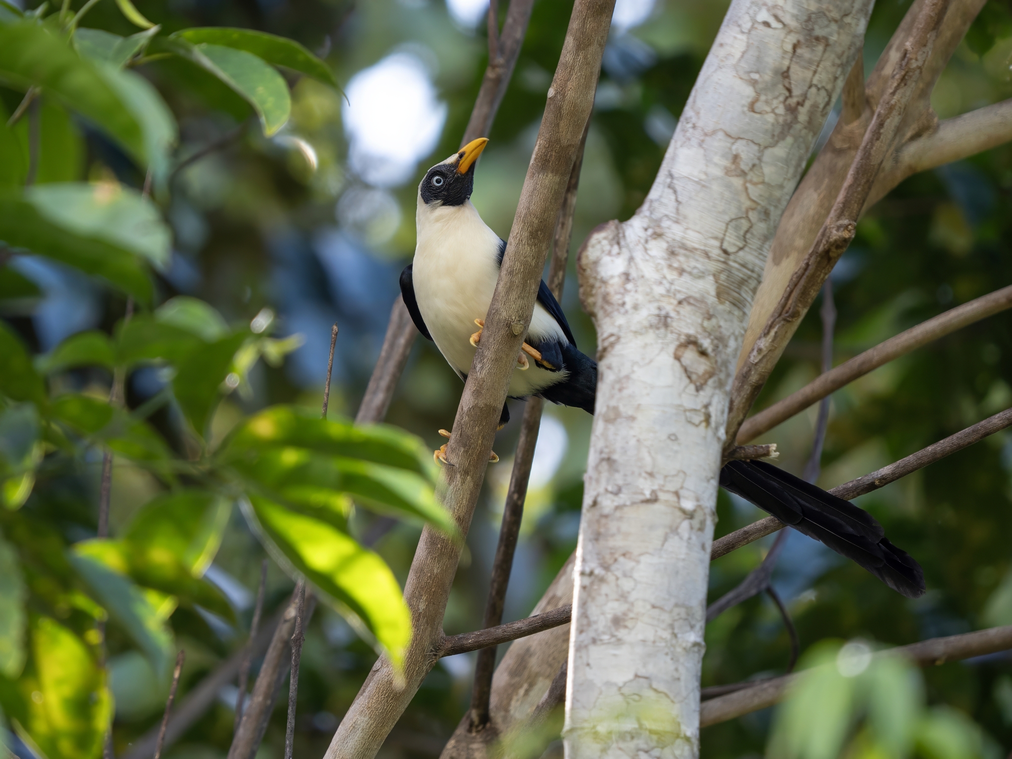 Bare-eyed Myna (Streptocitta albertinae), photo 8