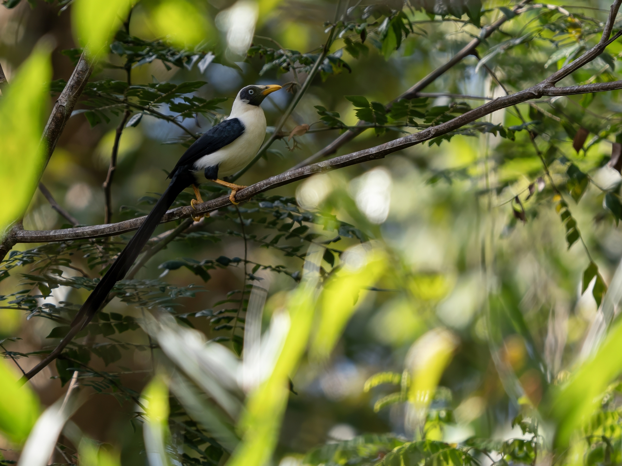 Bare-eyed Myna (Streptocitta albertinae), photo 2