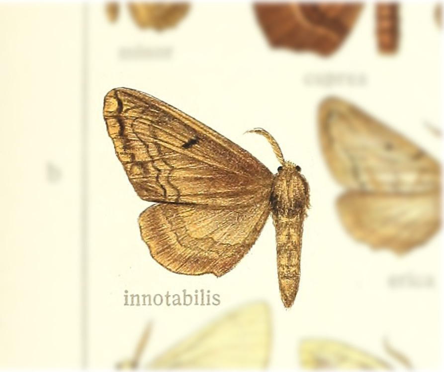 Rolepa innotabilis