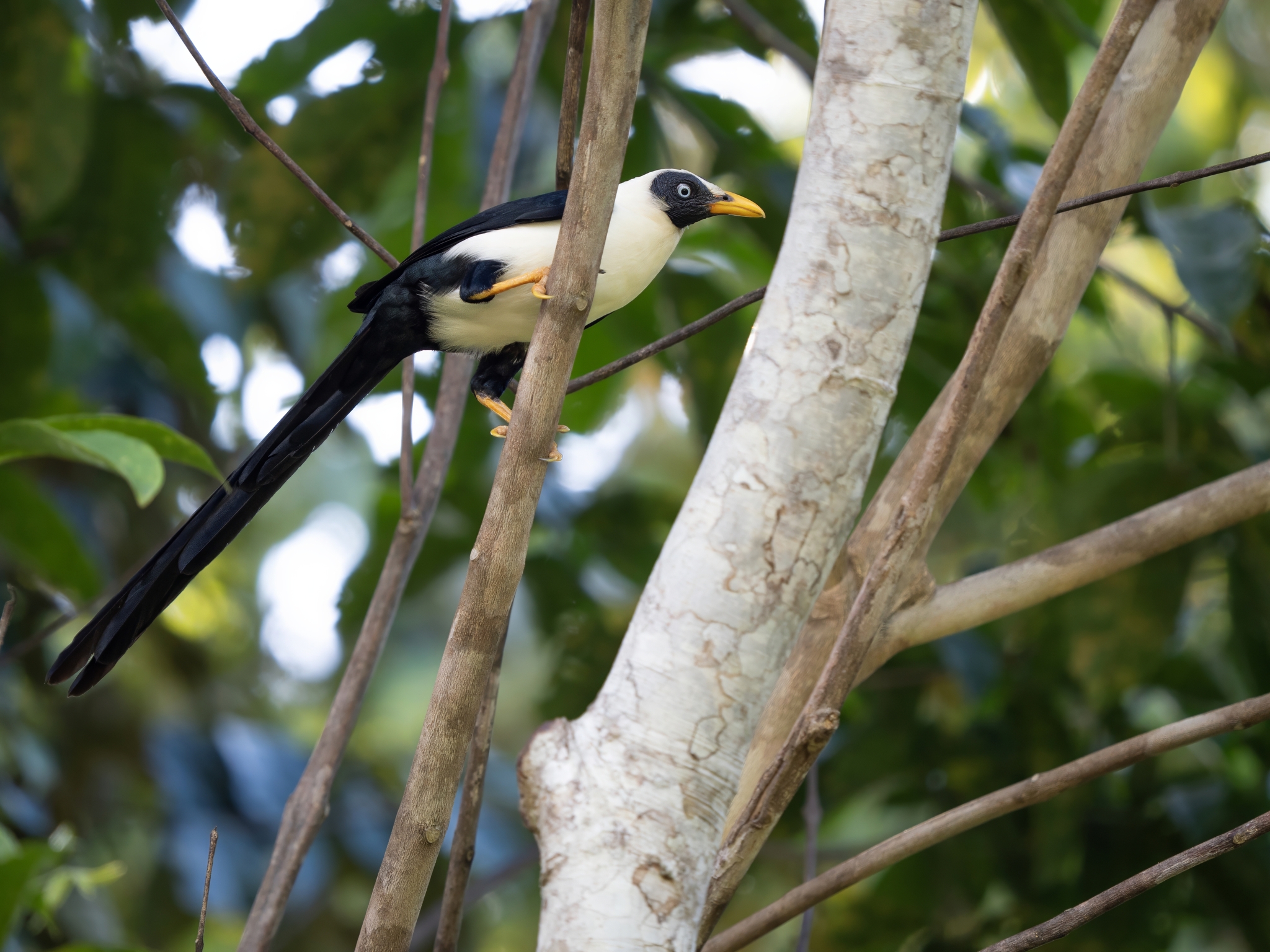 Bare-eyed Myna (Streptocitta albertinae), photo 1