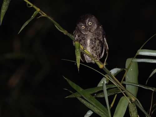 Sula Scops Owl (Otus sulaensis)