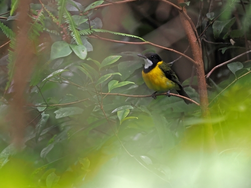 Yellow-throated Whistler (Pachycephala macrorhyncha)