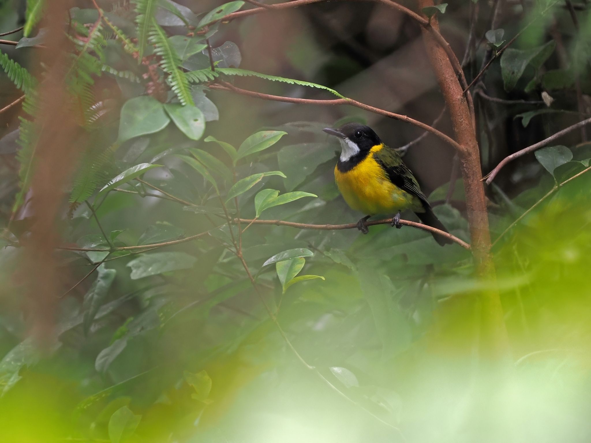 Yellow-throated Whistler (Pachycephala macrorhyncha), photo 1