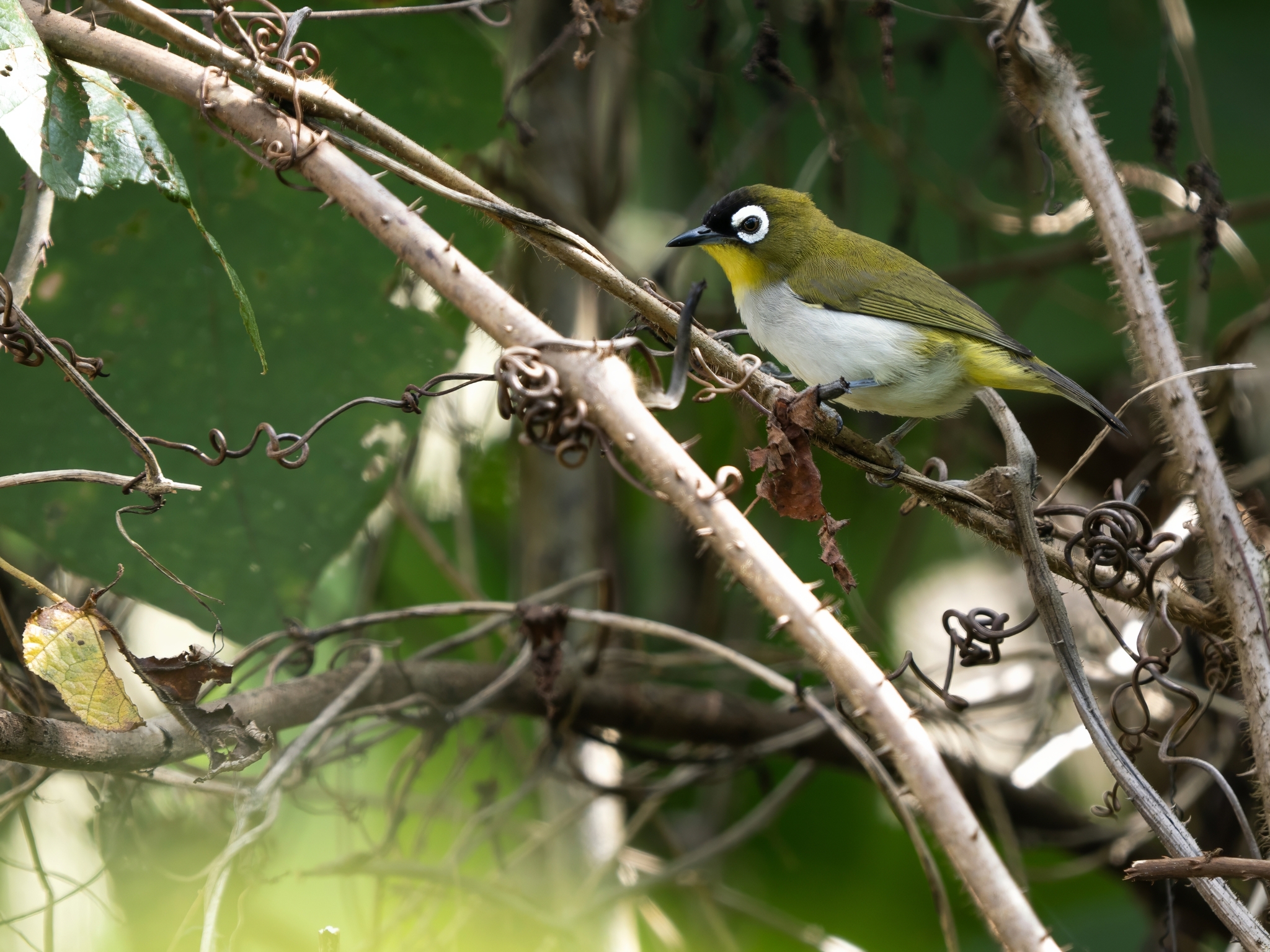 Black-crowned White-eye (Zosterops atrifrons), photo 6