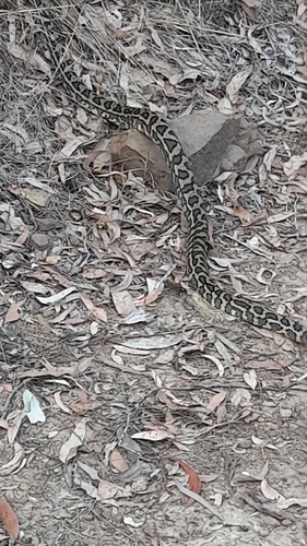 Coastal Carpet Python sighting
