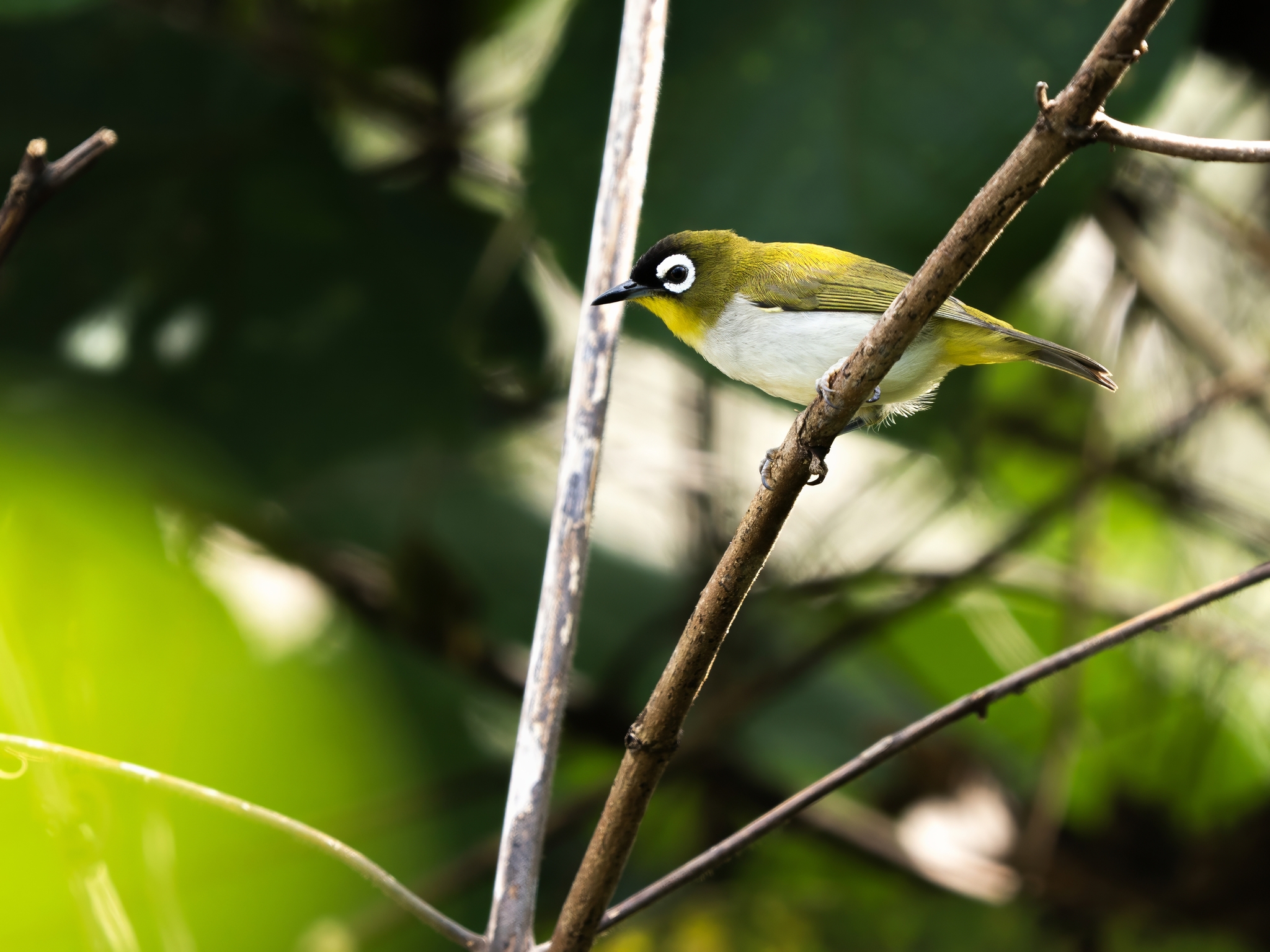 Black-crowned White-eye (Zosterops atrifrons), photo 5