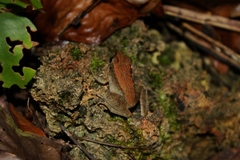 Platymantis dorsalis